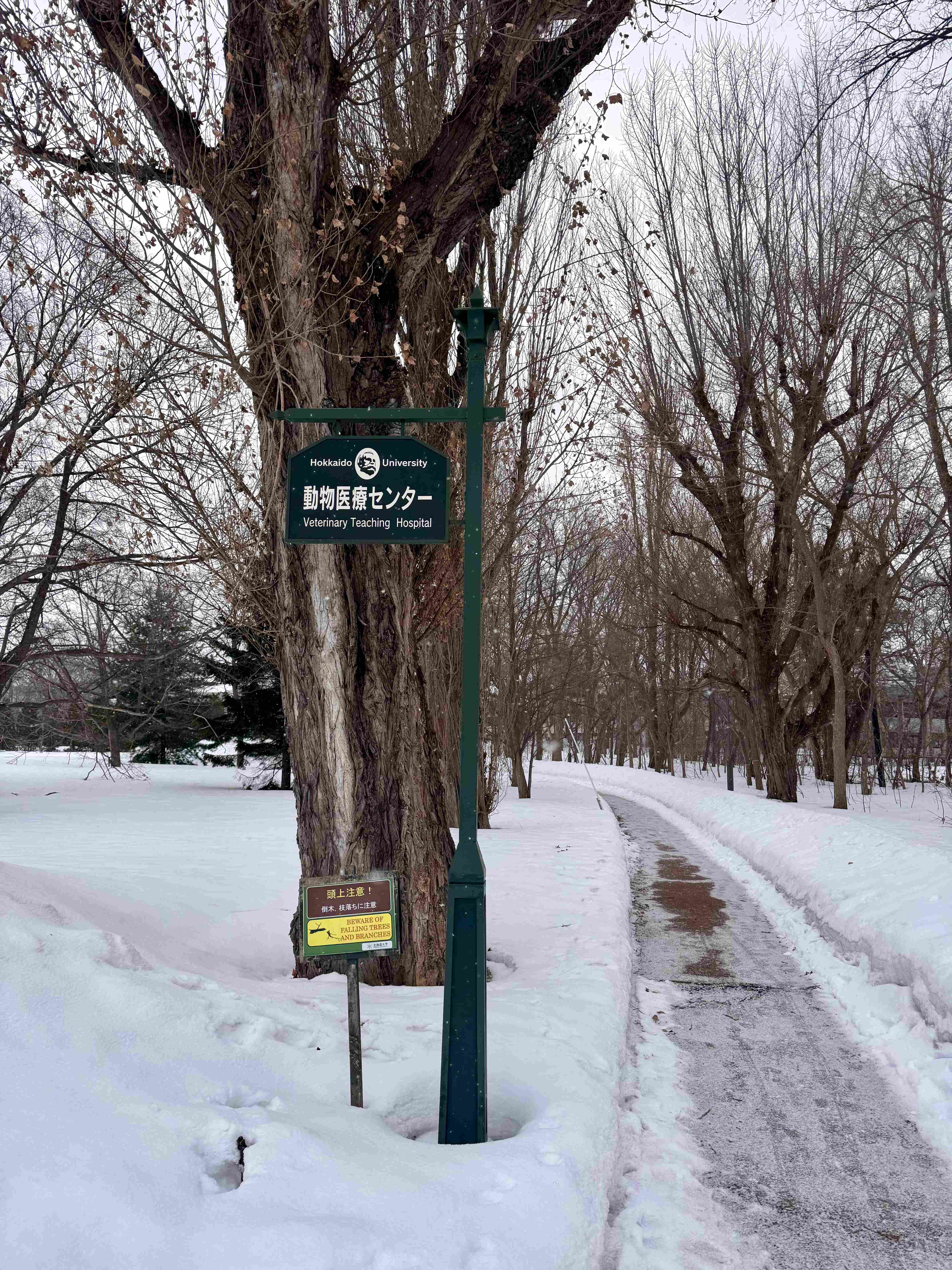 Running route inside Hokkaido University covered in snow