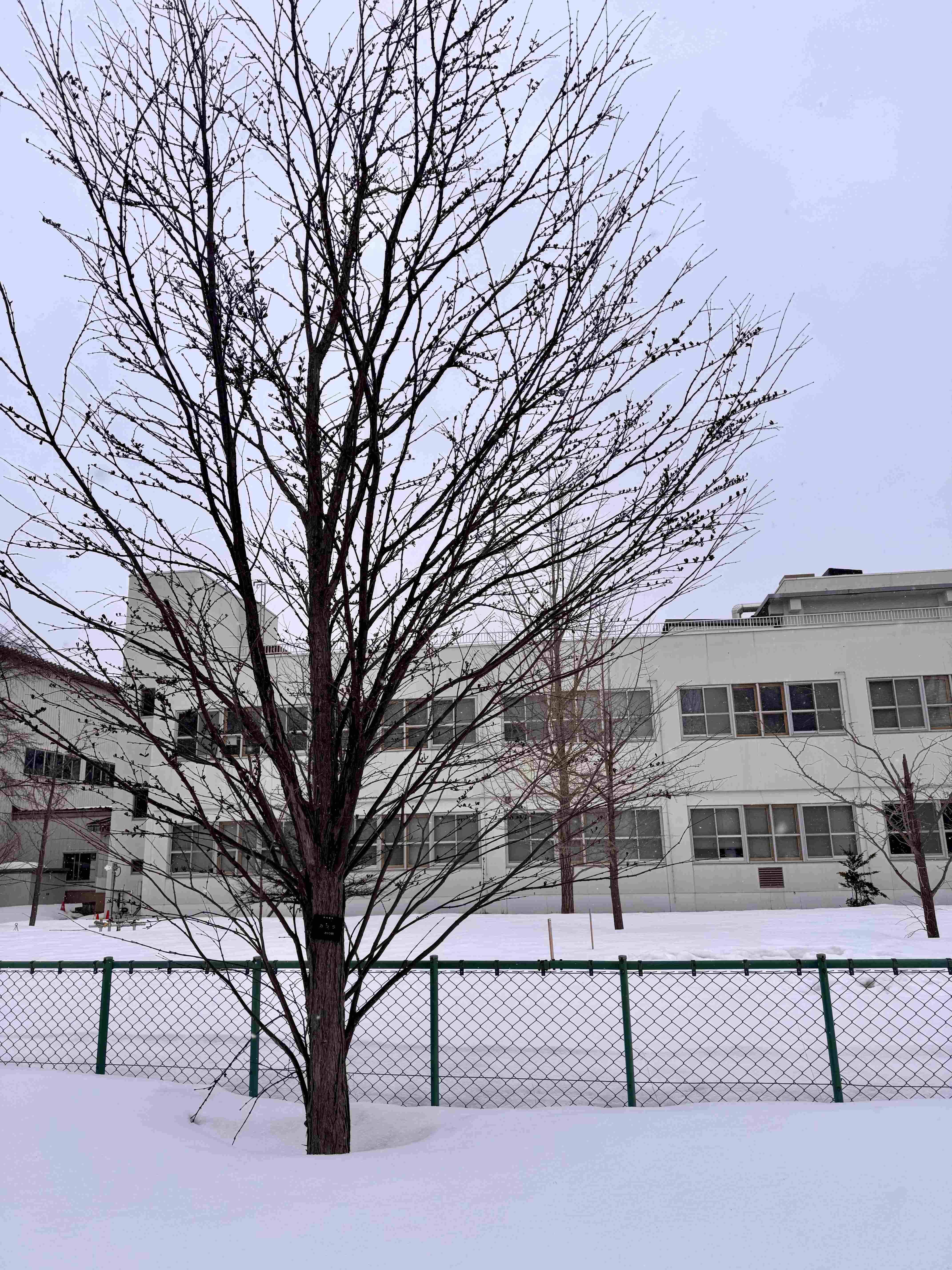 Winter scenery along the running path in Hokkaido University