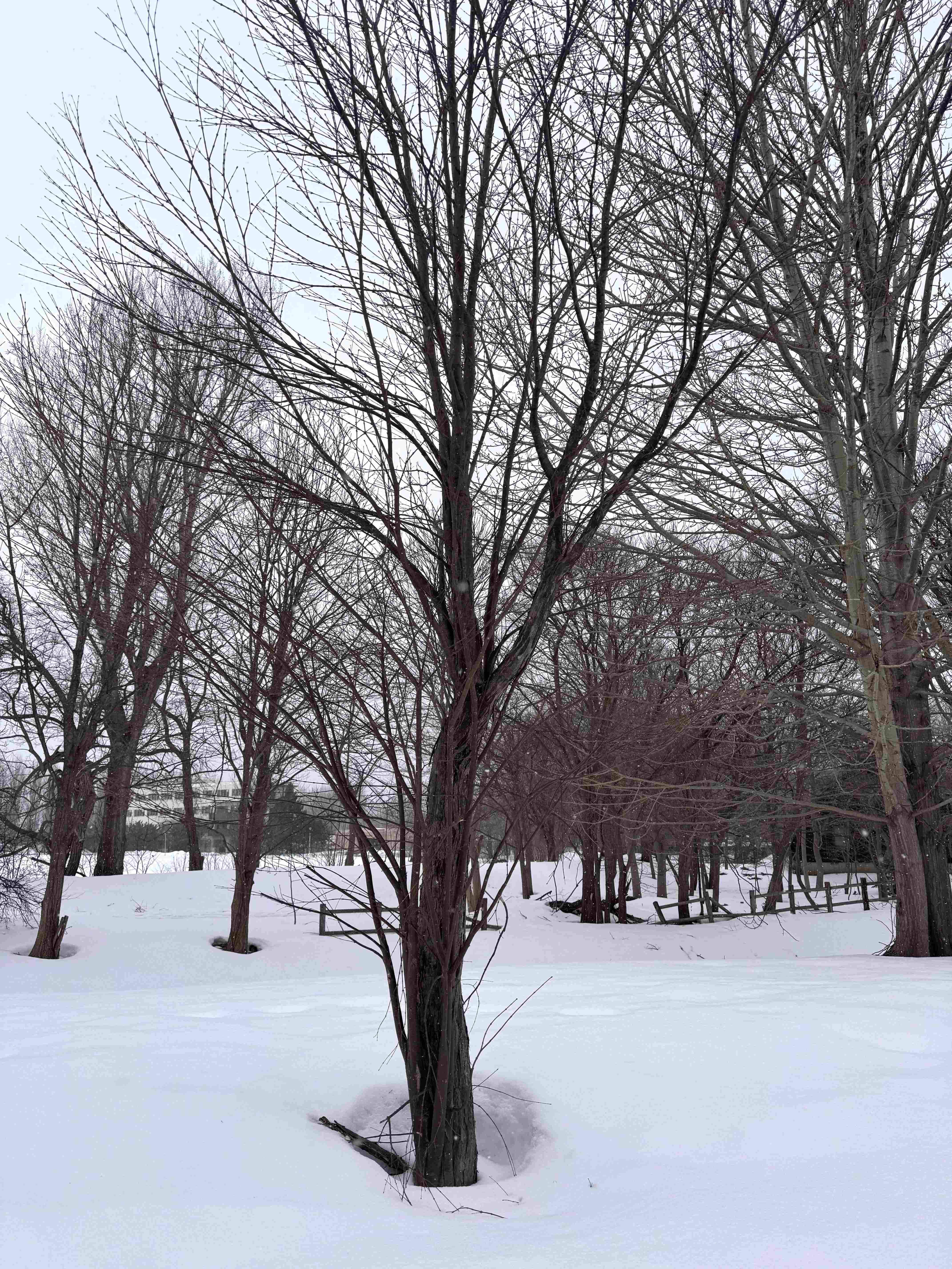 Snowy road near Research Institute for Electronic Science at Hokkaido University