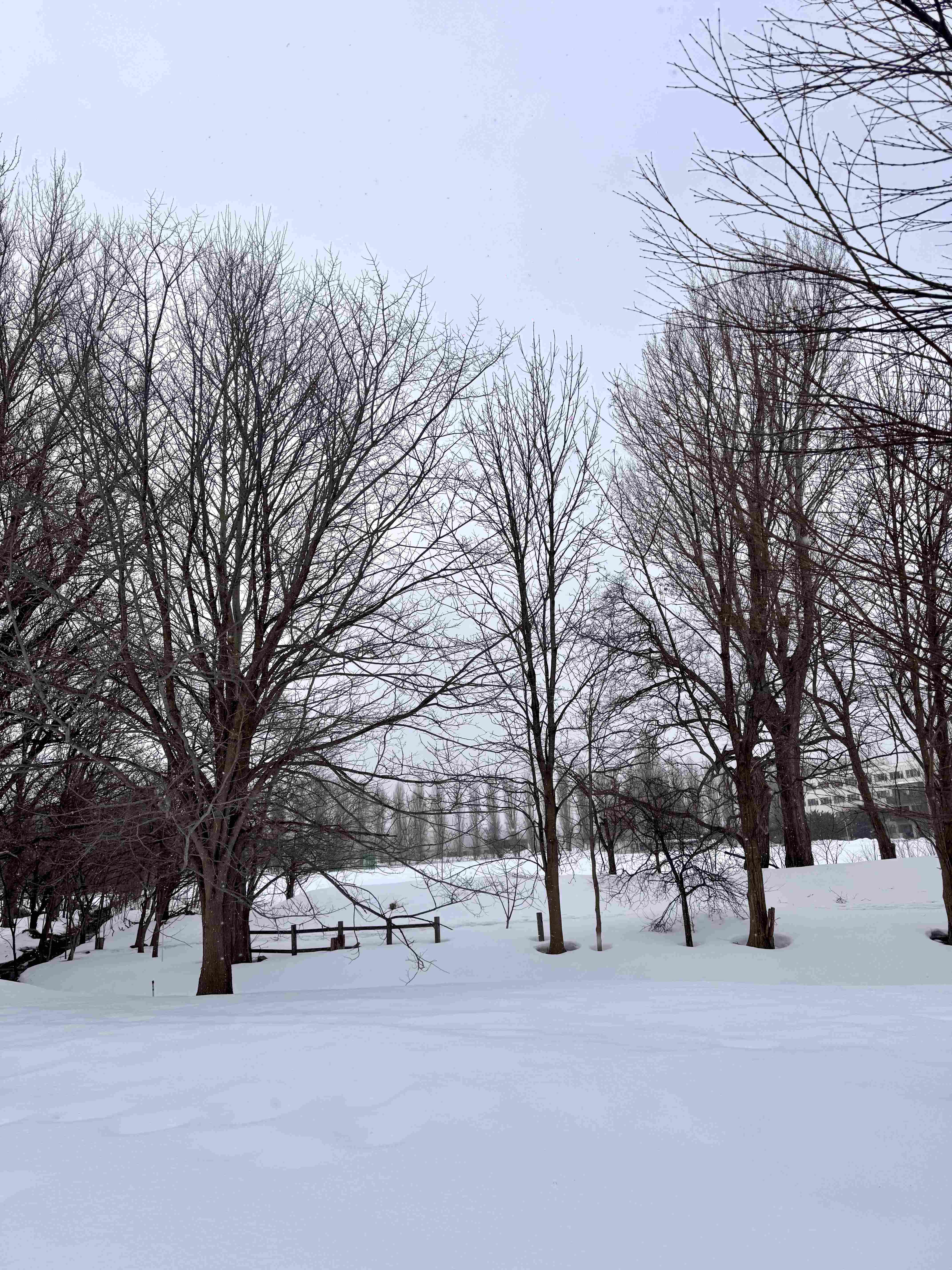 Quiet winter path inside Hokkaido University campus