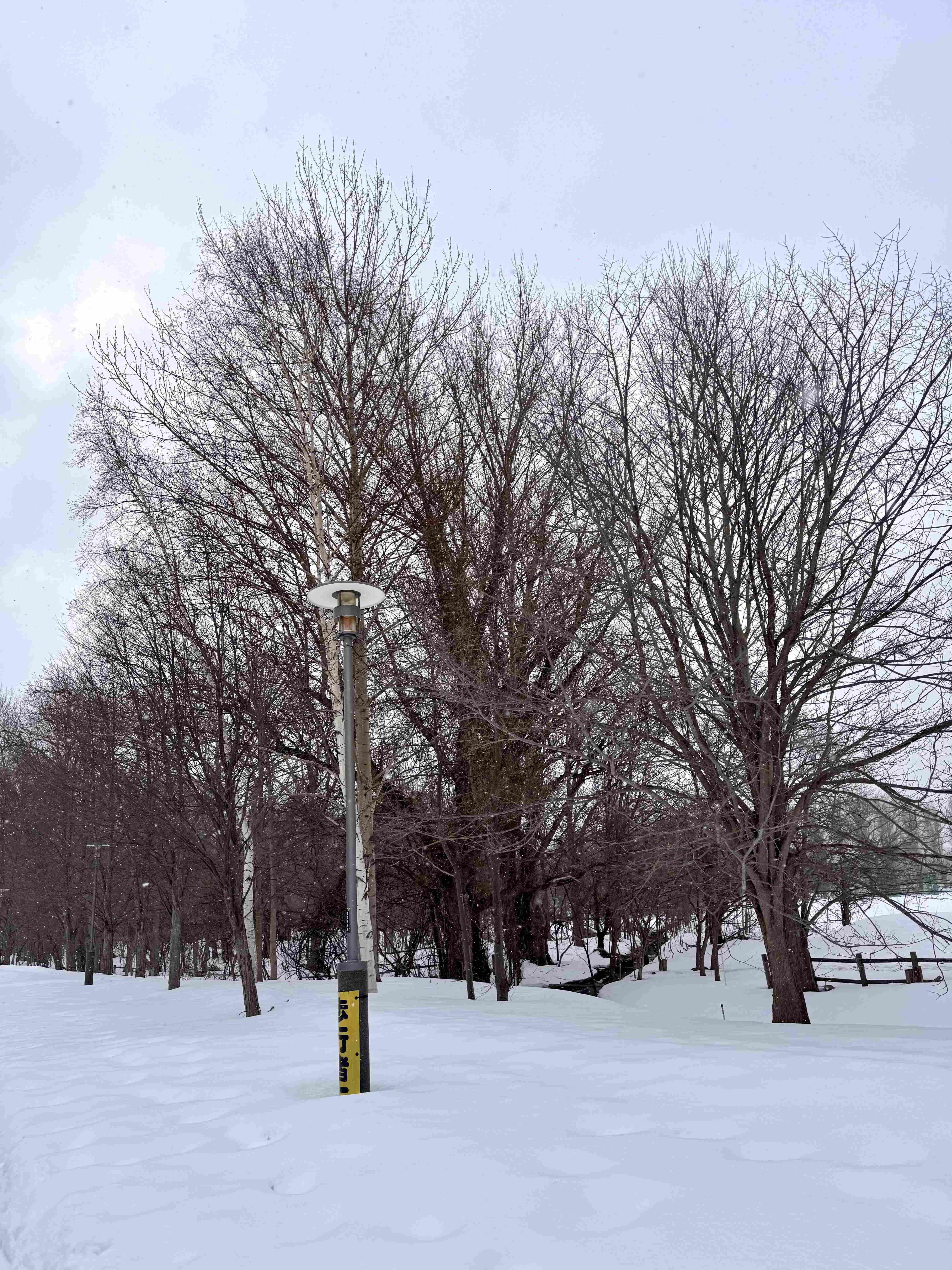 Snow-covered running path inside Hokkaido University